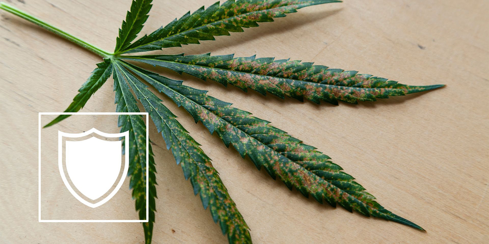 Cómo prevenir la carencia de calcio en la marihuana