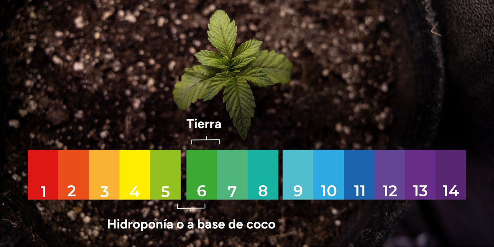 1. Descartar desequilibrios de pH y bloqueo de nutrientes