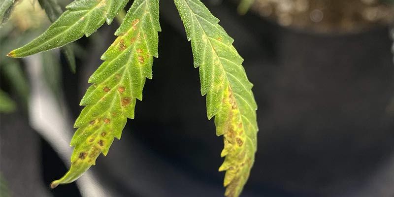 ¿Qué causa deficiencia del calcio en las plantas de marihuana?