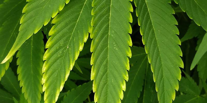 Qué aspecto tiene la deficiencia de cobre en la marihuana