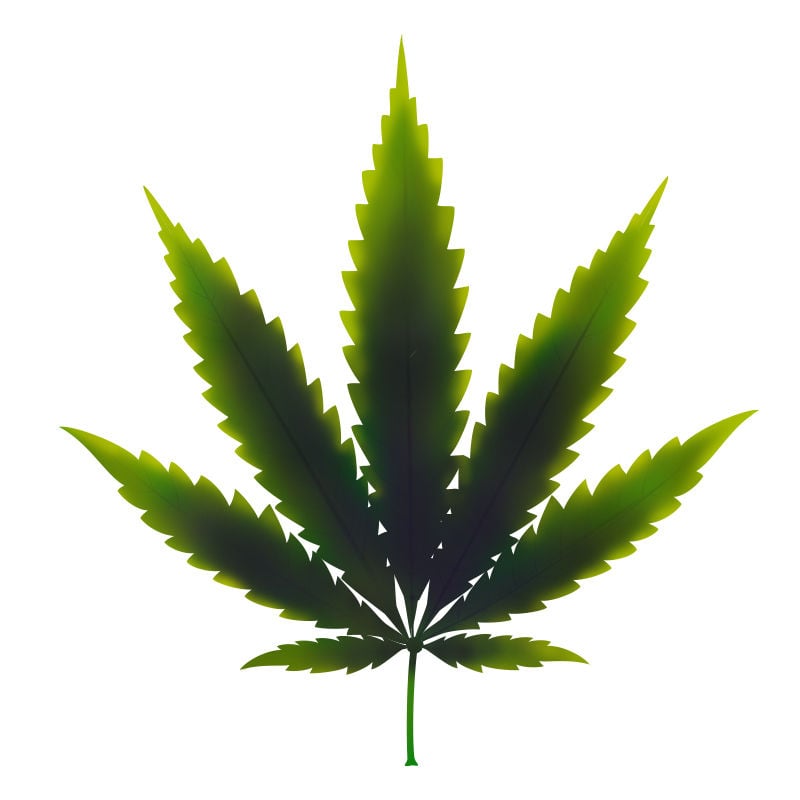 La Deficiencia De cobre En Plantas De Marihuana: Fase final de la deficiencia de cobre 