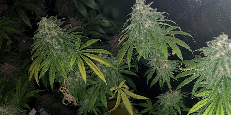 ¿Pueden recuperarse las plantas de cannabis de los microácaros?