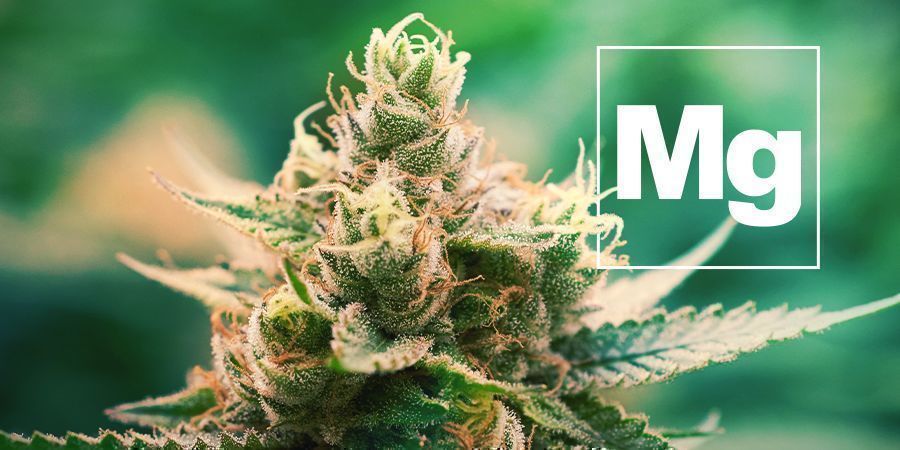 El Magnesio Y La Planta De Cannabis