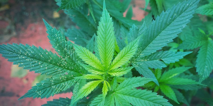 ¿Por Qué Necesitan Magnesio Las Plantas De Marihuana?