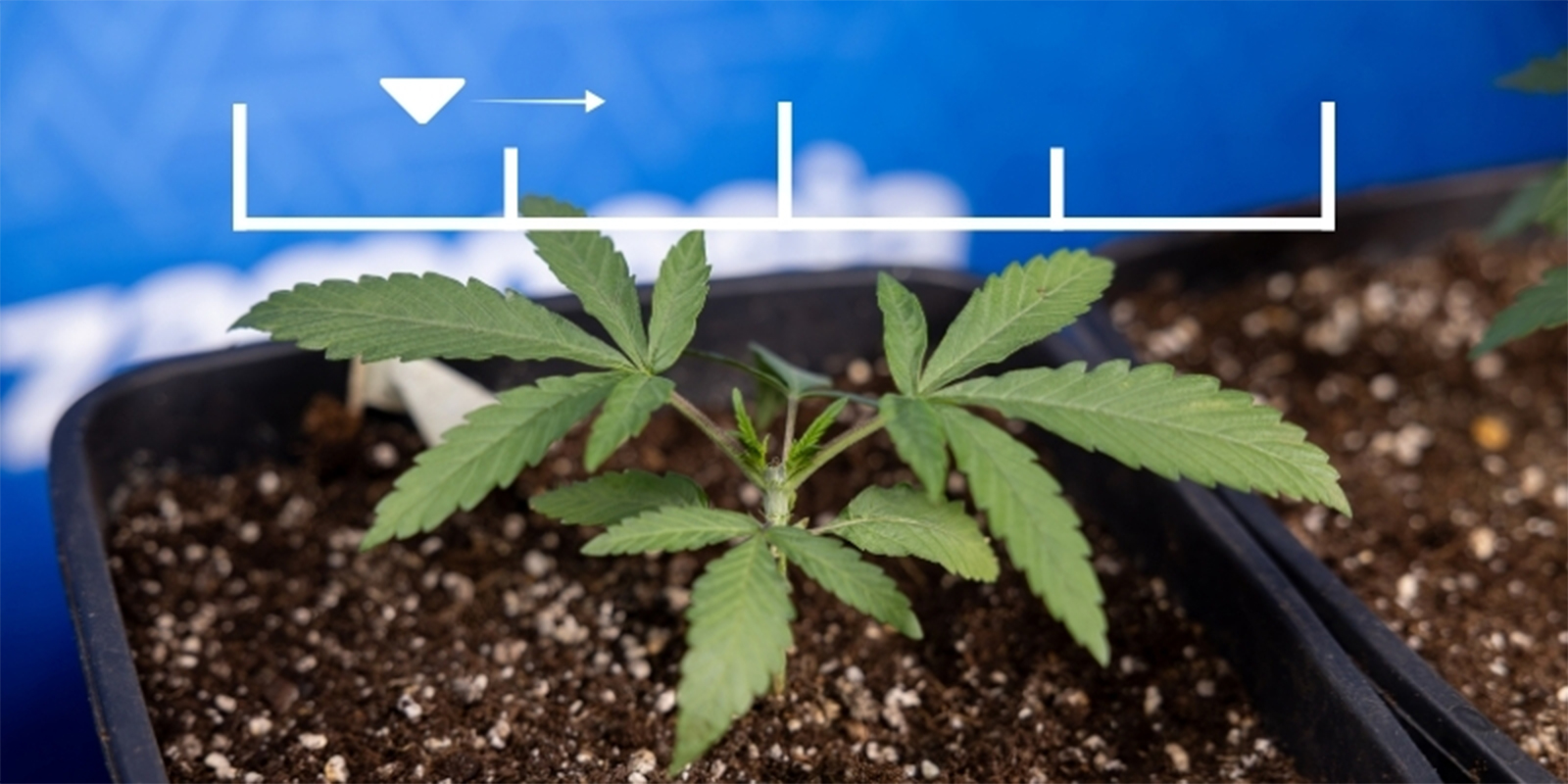 Valores ideales de EC según la fase de cultivo