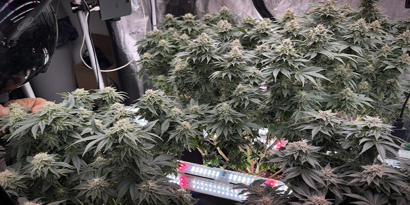 Cómo implementar la iluminación intercalada en tu cuarto de cultivo de cannabis