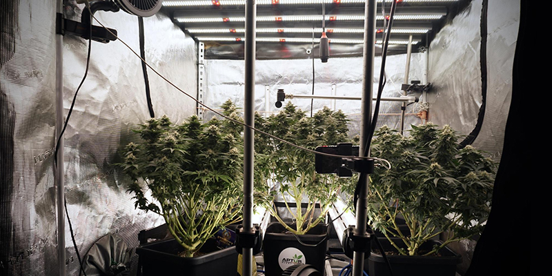 Mayor complejidad del sistema de cultivo