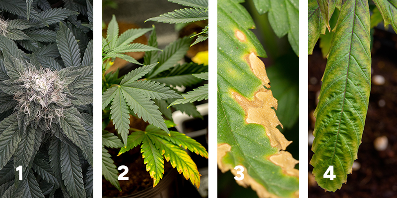 Observa la respuesta de las plantas