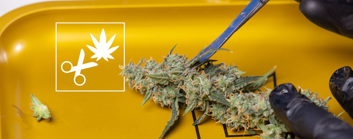 Cómo manicurar la marihuana