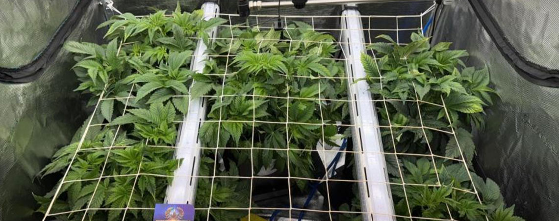 Iluminación bajo el dosel para marihuana: Ventajas y cómo implementarla