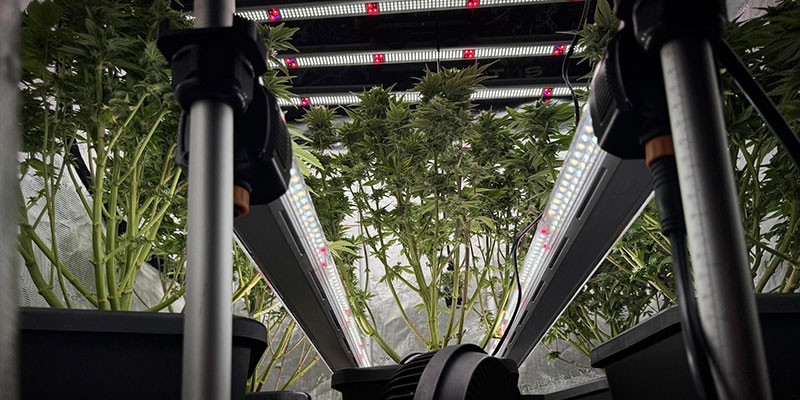 Paso 1: Planifica la distribución de la iluminación bajo el dosel