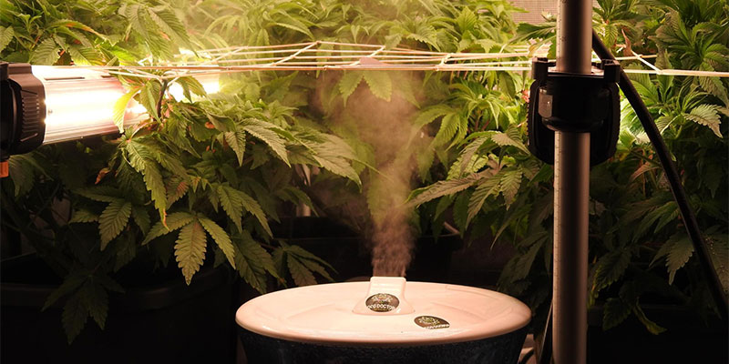 Paso 4: Combina la iluminación bajo dosel con otros factores del cultivo