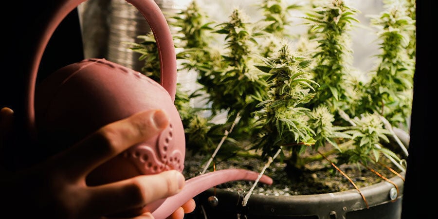 Cómo Regar Las Plantas De Marihuana: Etapa de crecimiento y tamaño de la planta