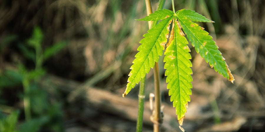 Cómo saber si una planta de marihuana necesita agua