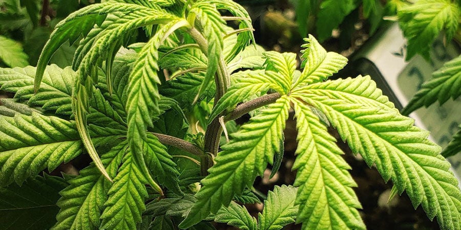 plantas de marihuana con exceso de riego