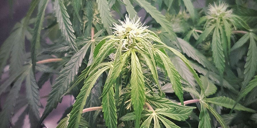 plantas de marihuana con exceso de riego