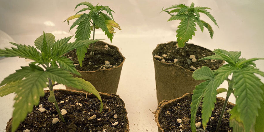 plantas de marihuana con falta de riego