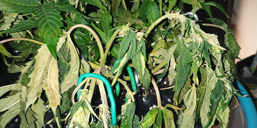 plantas de marihuana con falta de riego