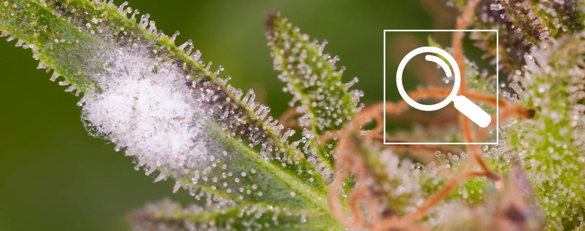 Cómo detectar el mildiu en la marihuana