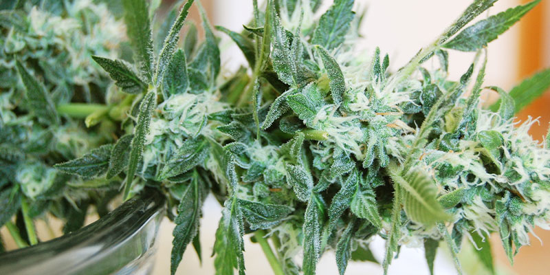 Qué hacer si detectas mildiu polvoroso en tus plantas de marihuana