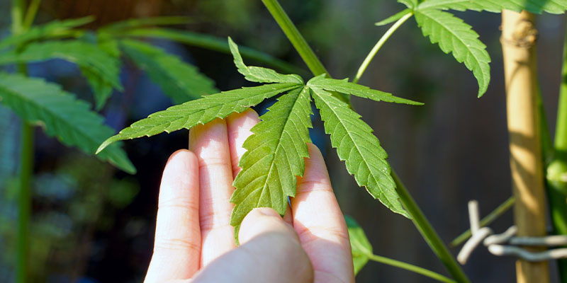 Cómo identificar la causa de las manchas blancas del cannabis