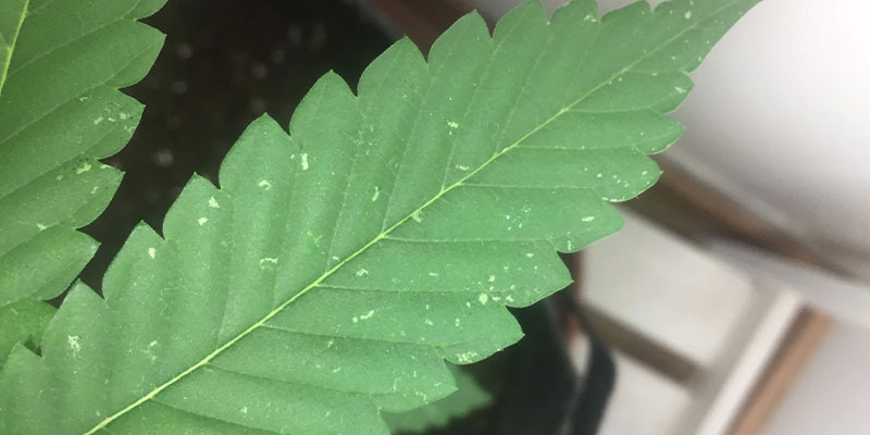 Anticípate a las manchas blancas en las hojas de marihuana