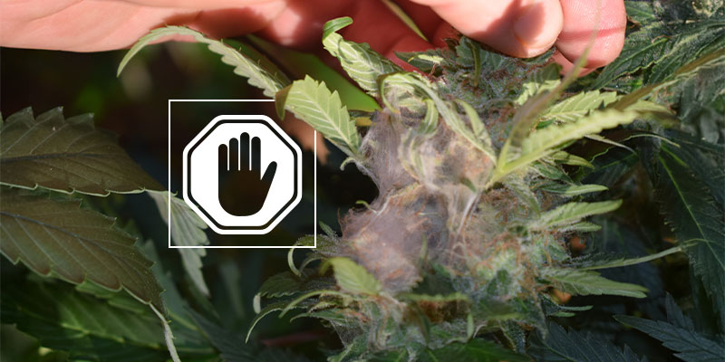 Qué hacer si detectas podredumbre del cogollo