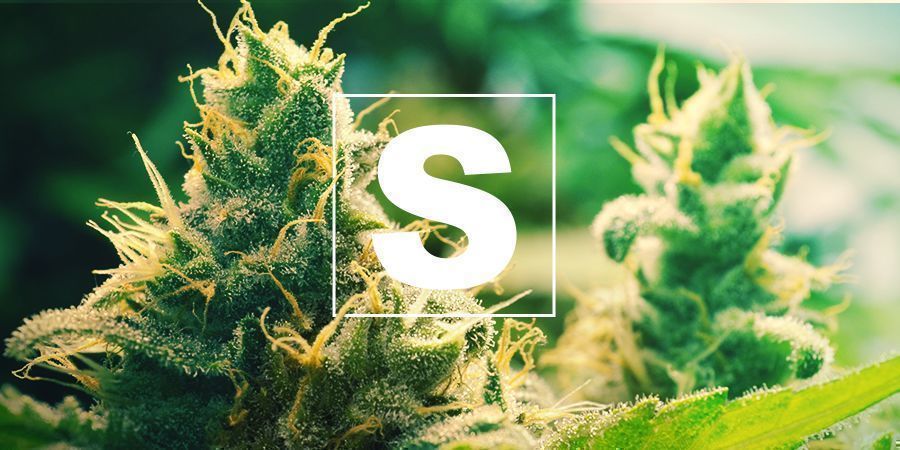 El Azufre Y Las Plantas De Cannabis