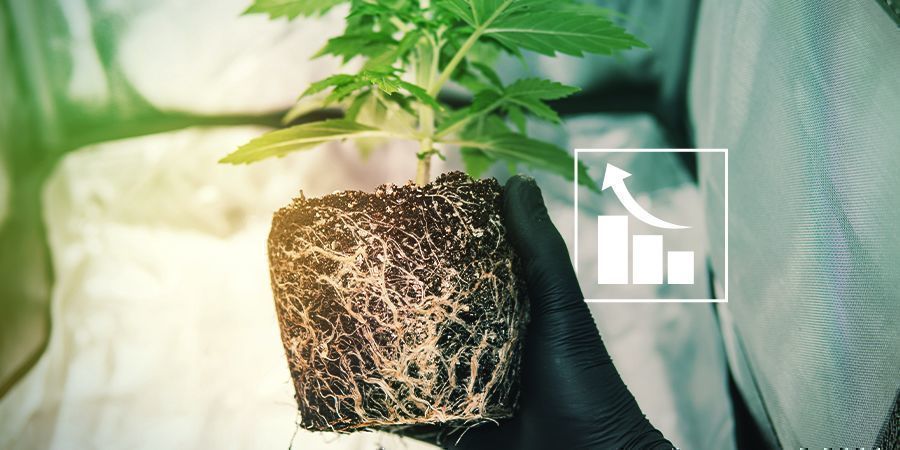 ¿Por Qué Necesitan Azufre Las Plantas de Marihuana?