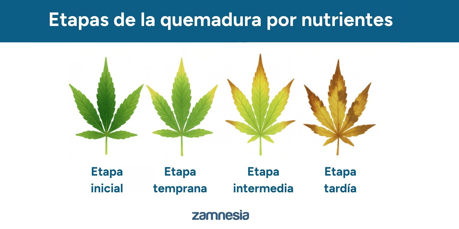 Fases de las quemaduras de nutrientes