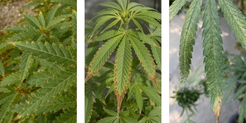 Quemaduras de nutrientes en la marihuana: Cómo detectarlas y solucionarlas