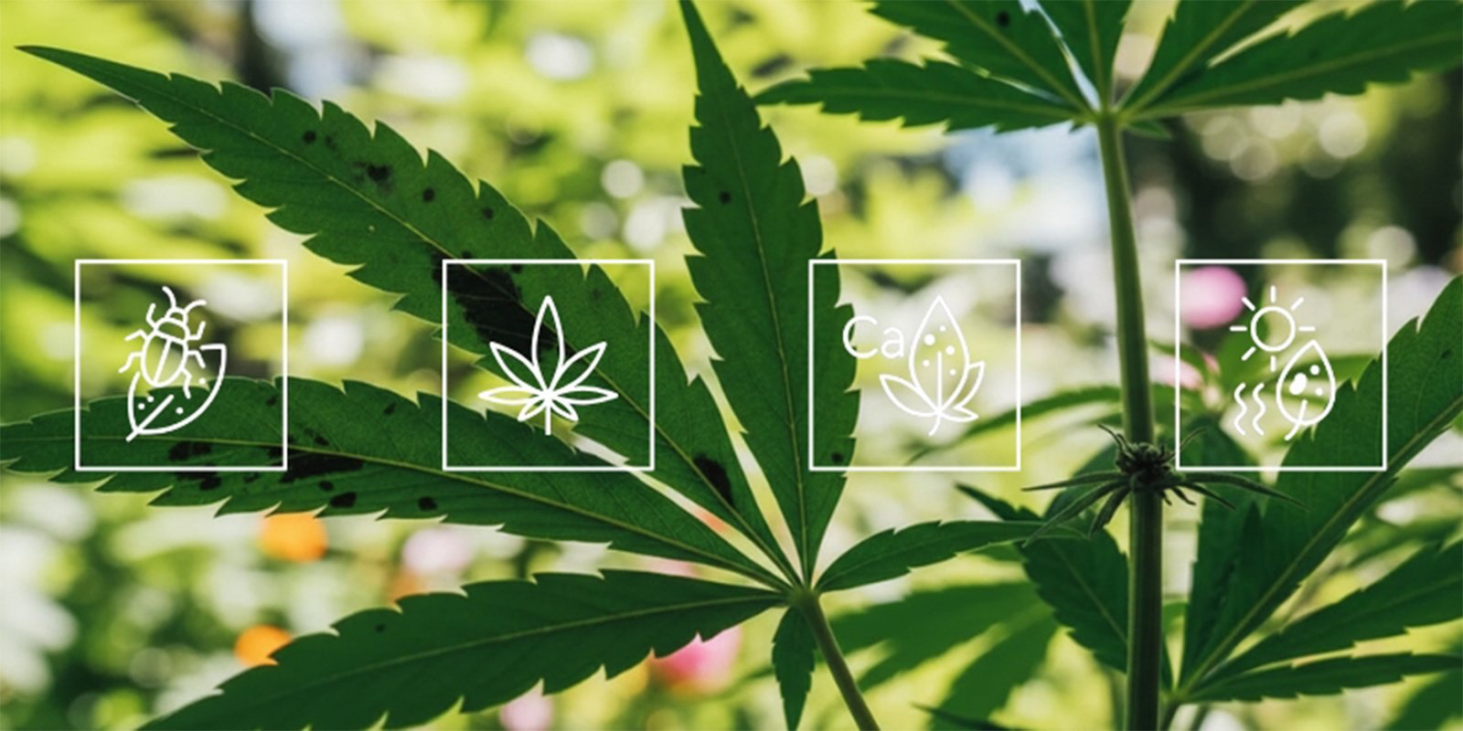 ¿Qué causa las manchas negras en las hojas de cannabis?