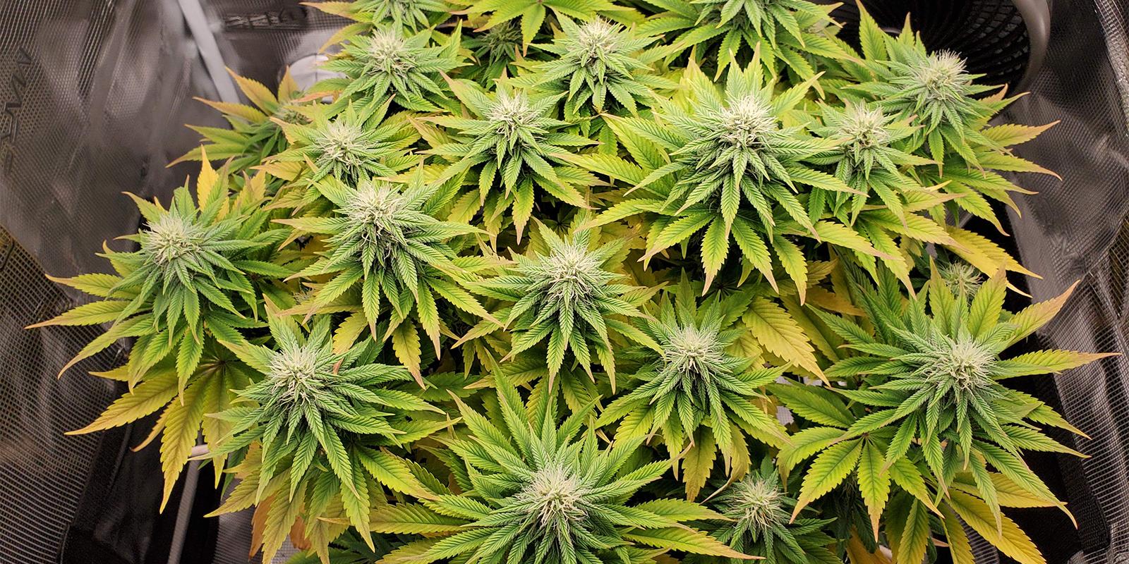 Problemas comunes de pH y cómo solucionarlos