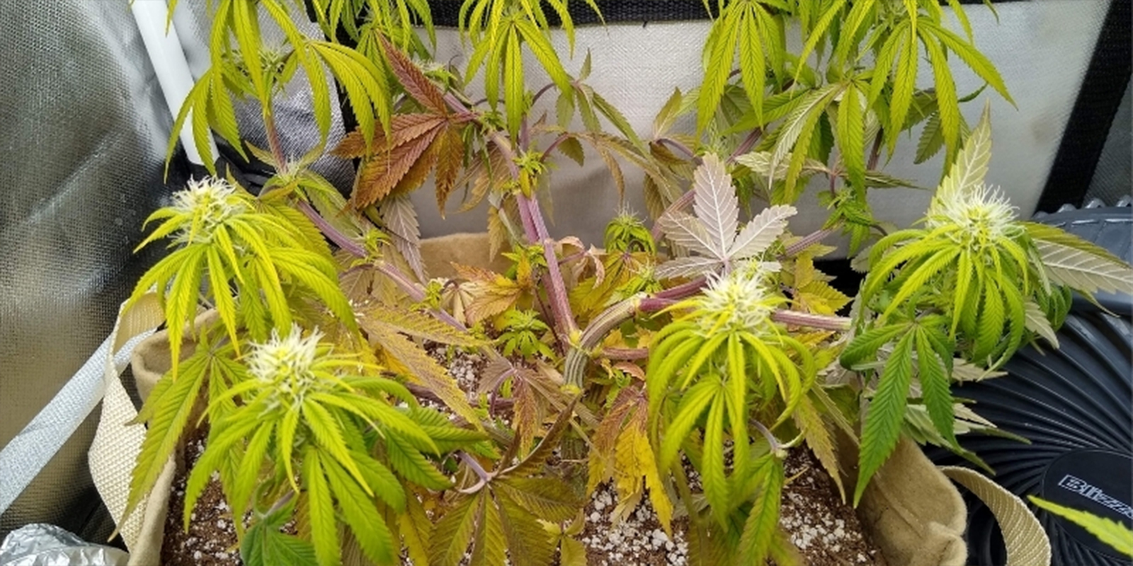 Señales comunes de que tus plantas tienen un pH incorrecto