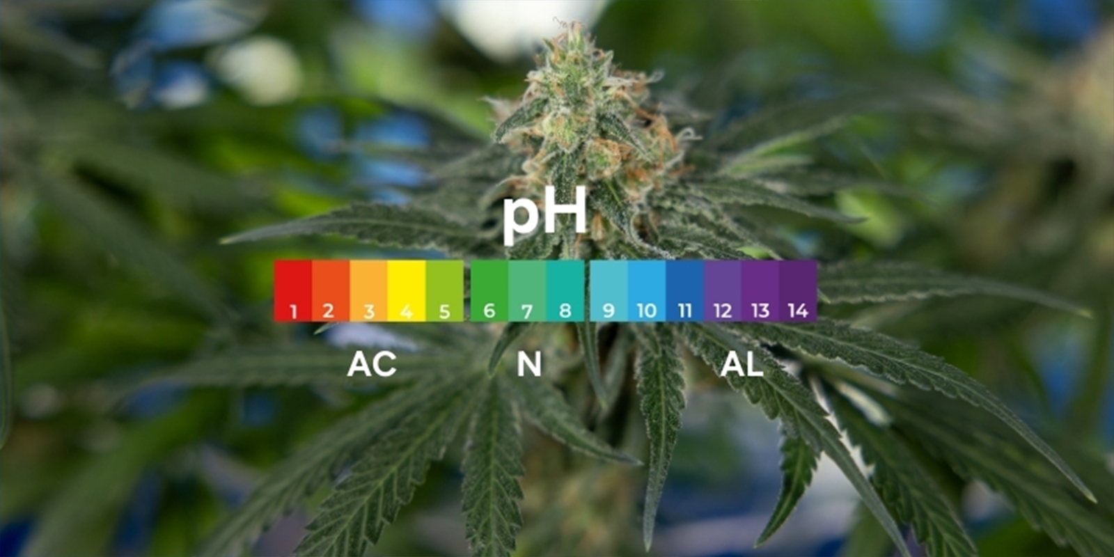¿Qué es el pH y por qué importa en el cultivo de cannabis?
