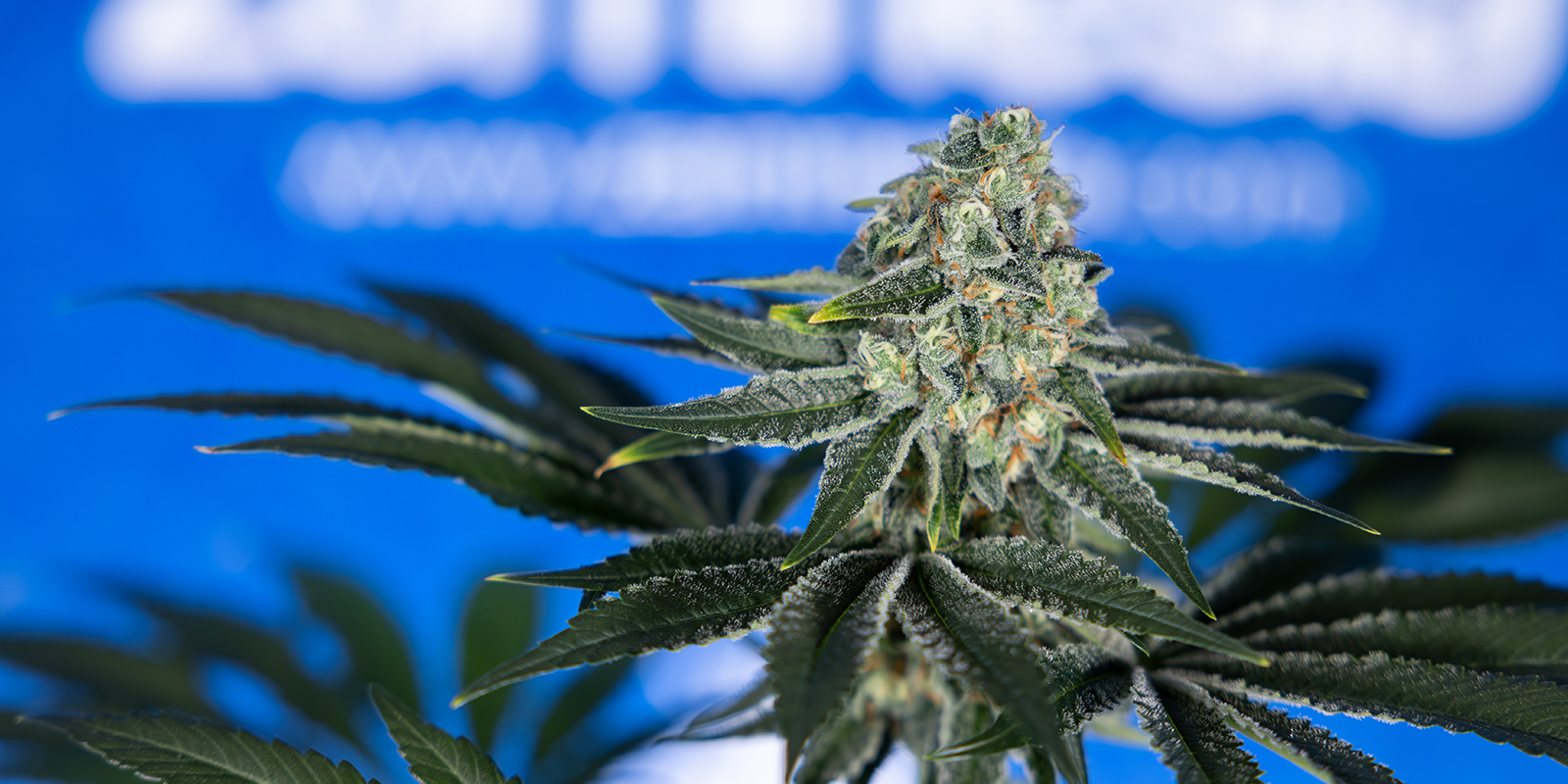 12/12 desde semilla: qu&eacute; puedes esperar