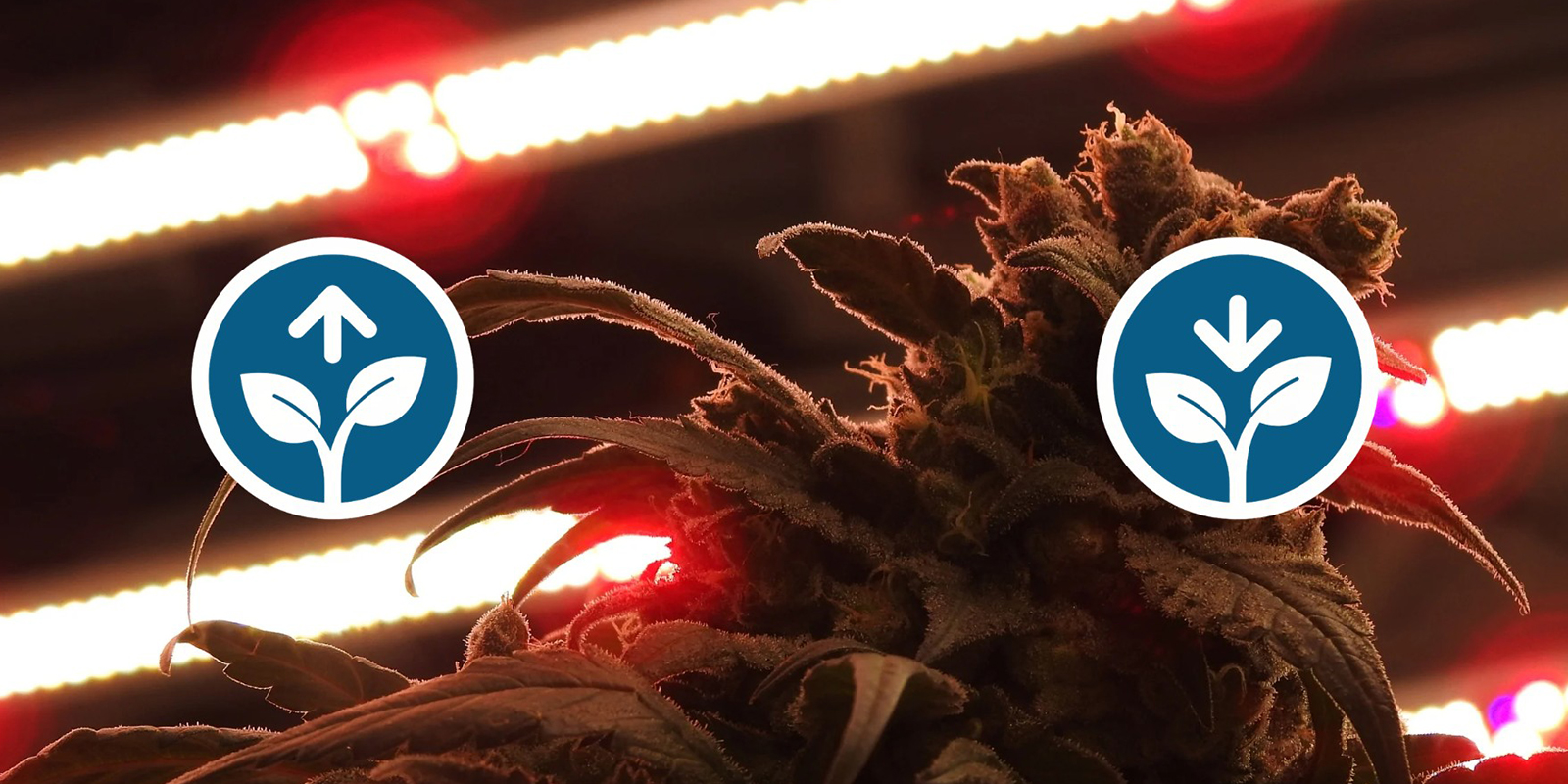 Ventajas y desventajas del 12/12