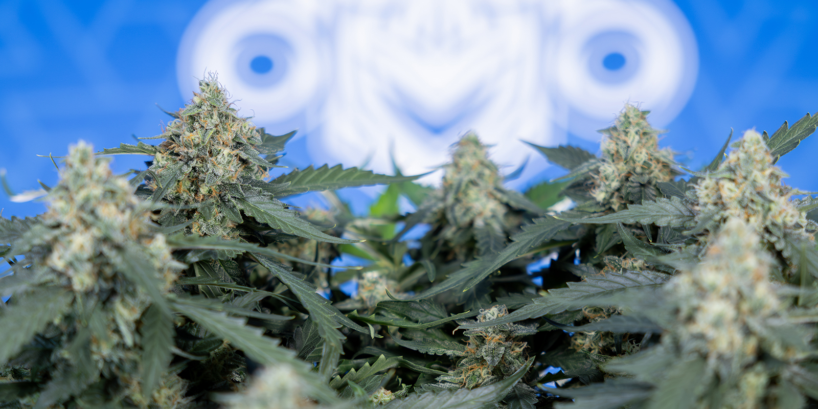 Las mejores variedades para 12/12 desde semilla