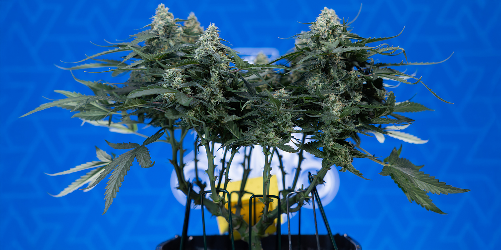 &iquest;Por qu&eacute; usar 12/12?