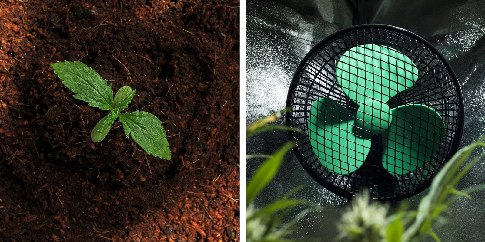 Un sustrato de calidad y una buena ventilaci&oacute;n son esenciales