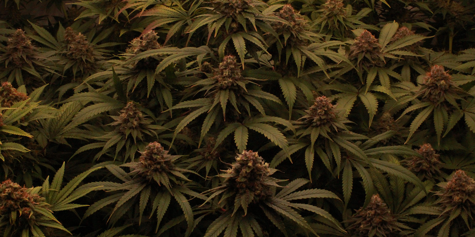 Deja que tus plantas se lo monten en 12/12