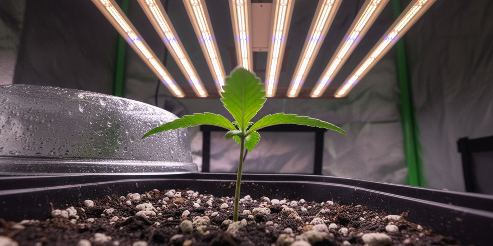 Empieza con iluminaci&oacute;n 12/12 desde el primer d&iacute;a