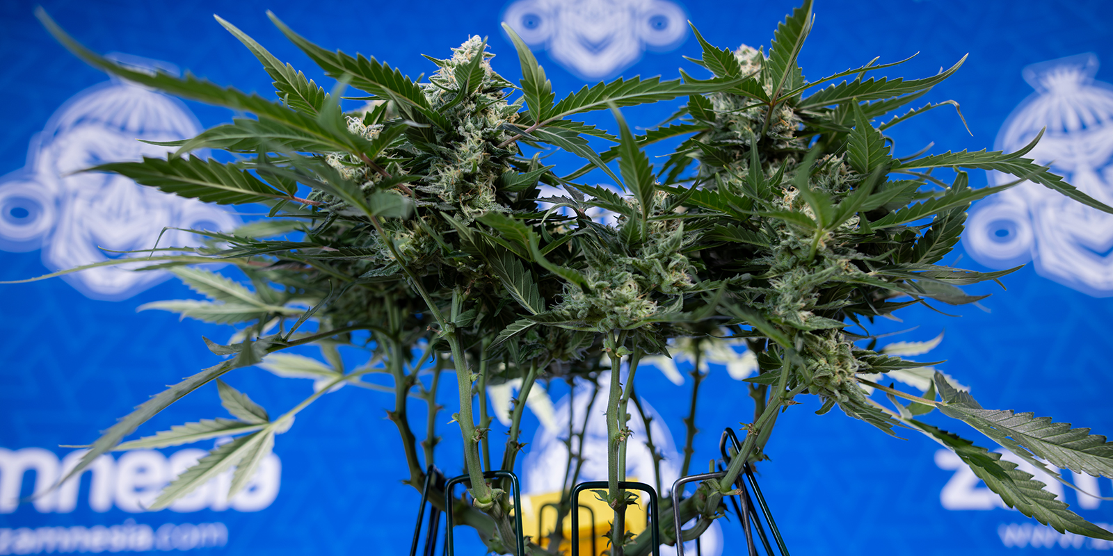 Usa semillas feminizadas o autos