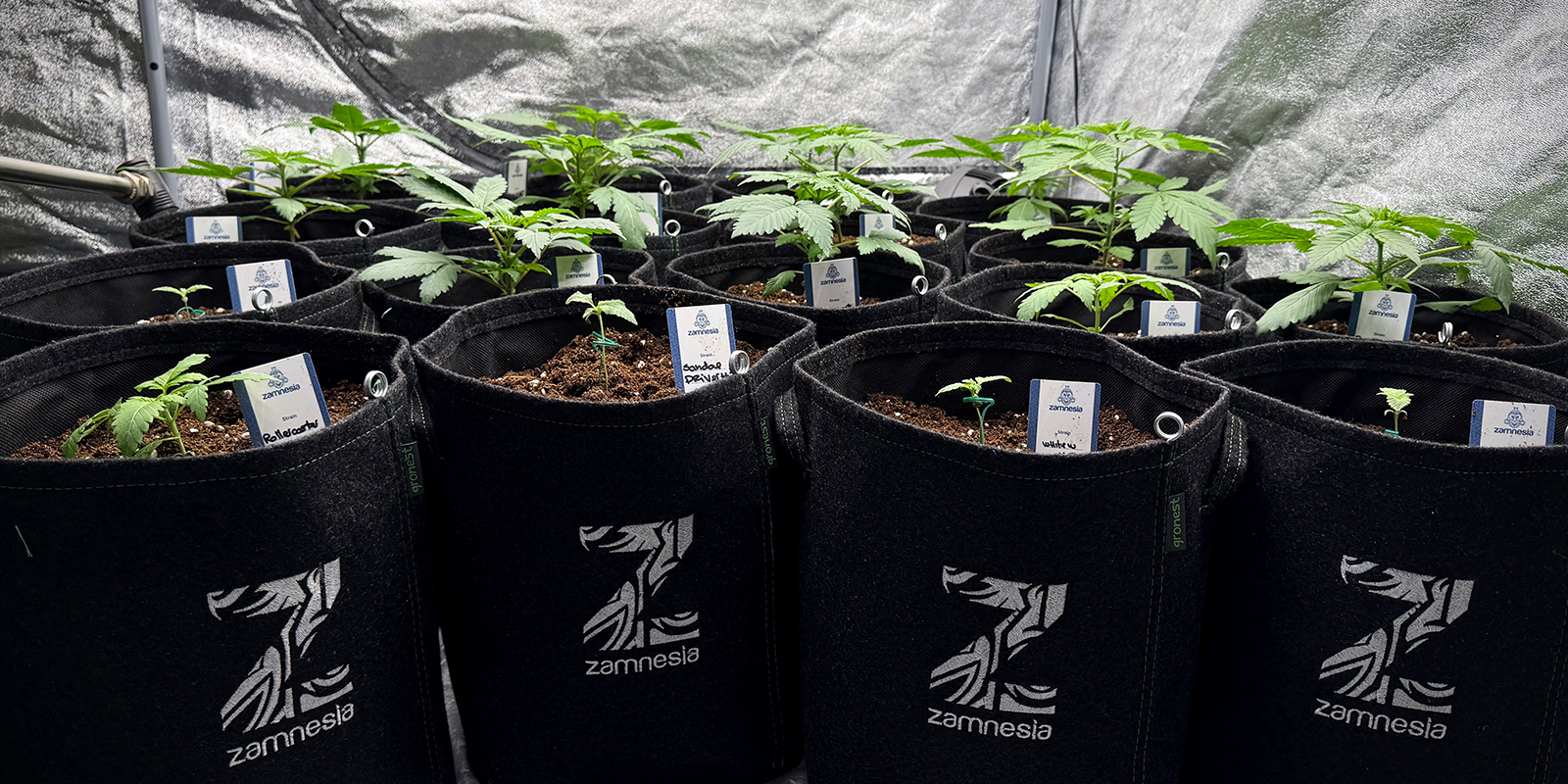 Usa macetas m&aacute;s peque&ntilde;as (4&ndash;6 L)