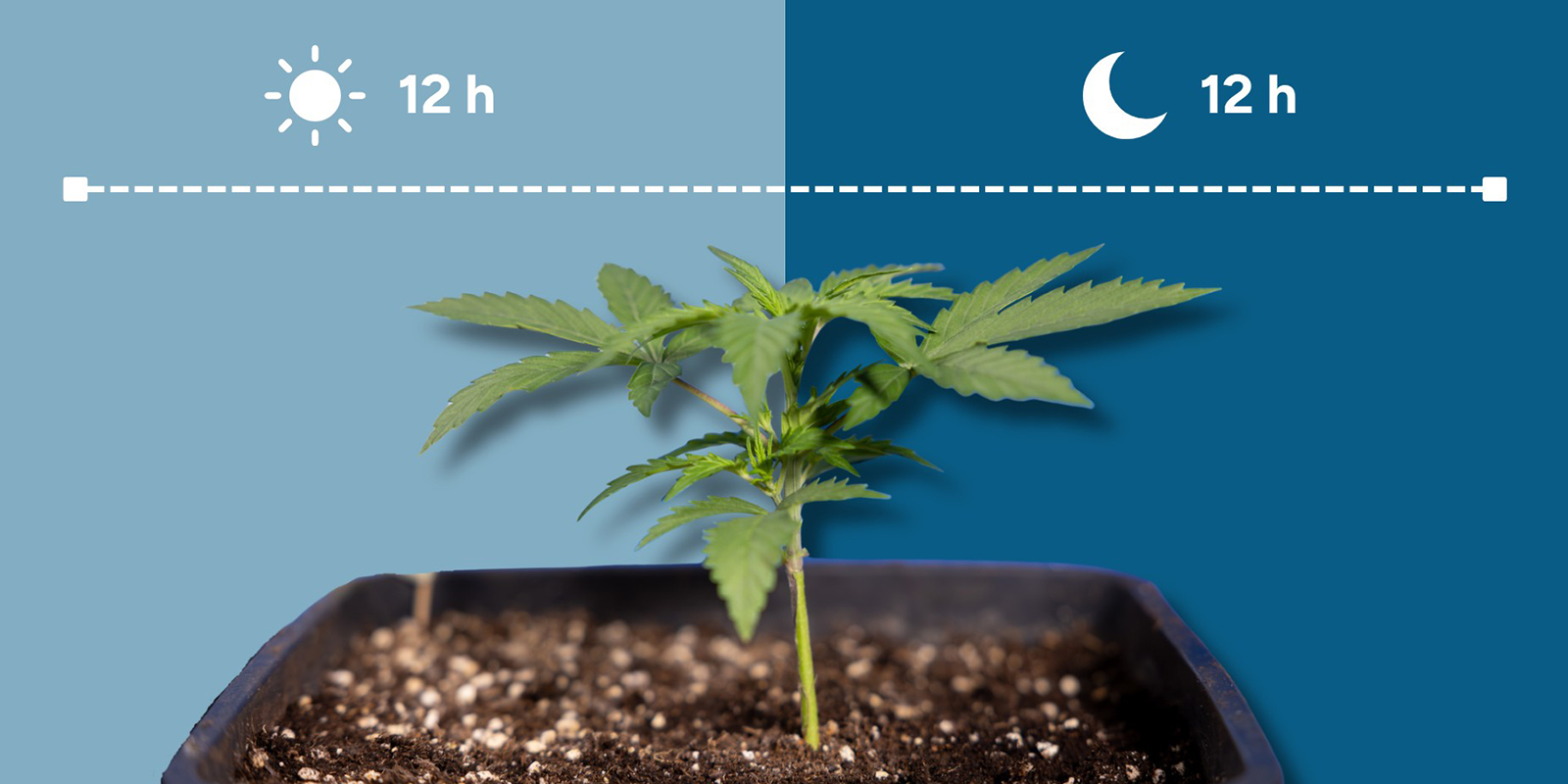 &iquest;Qu&eacute; es 12/12?