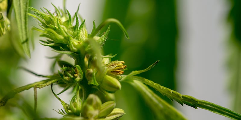¿Qué es una planta de cannabis hermafrodita? ¿Qué es una planta de cannabis hermafrodita?