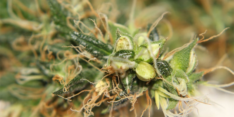 &iquest;Se puede salvar una planta de cannabis hermafrodita?
