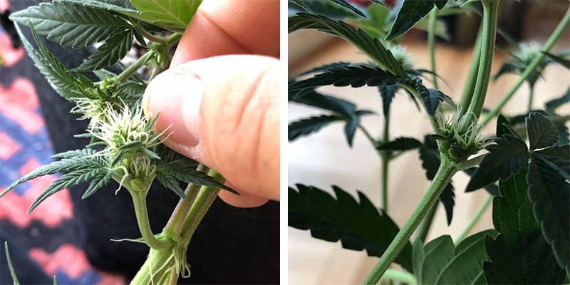 C&oacute;mo prevenir plantas de cannabis hermafroditas