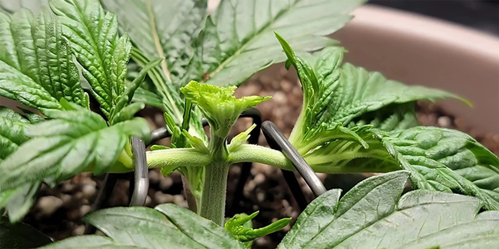 Fimming en plantas de cannabis Fimming en plantas de cannabis