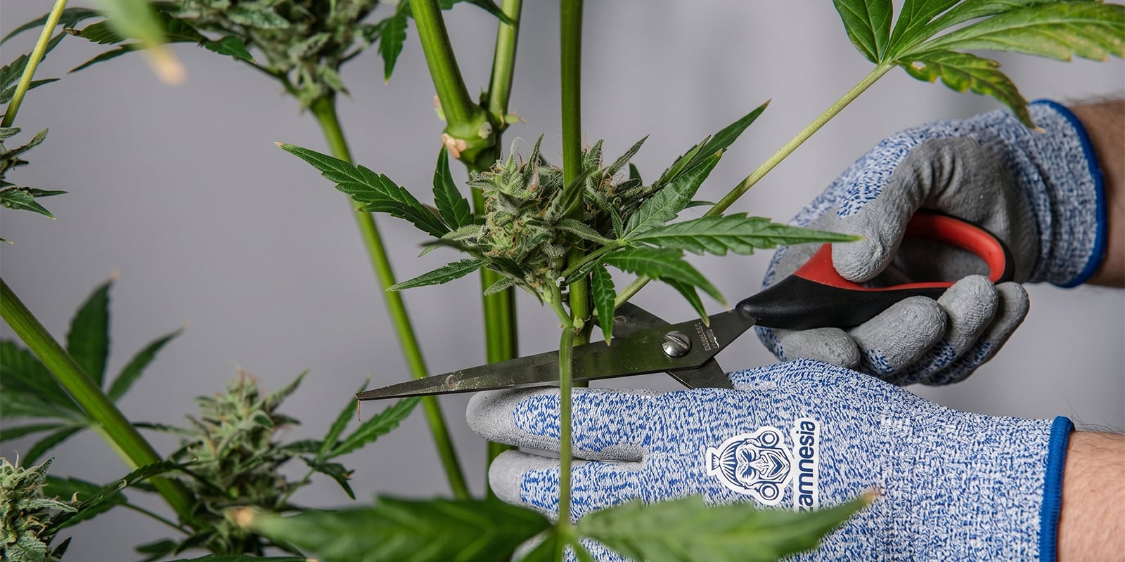 Cómo podar plantas de cannabis de forma segura Cómo podar plantas de cannabis de forma segura